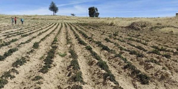 El Alto perdió 400 hectáreas de  papa y 250 cabezas de ganado