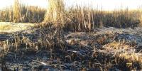 Voraz incendio afectó gran  cantidad de fauna y flora