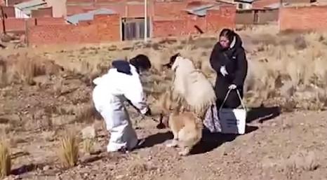 Niña atacada por un can con  rabia está en estado crítico