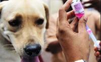 En siete meses reportaron 92 casos de rabia canina en Bolivia