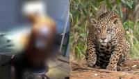 Hombre casi pierde los ojos al ser atacado por un jaguar