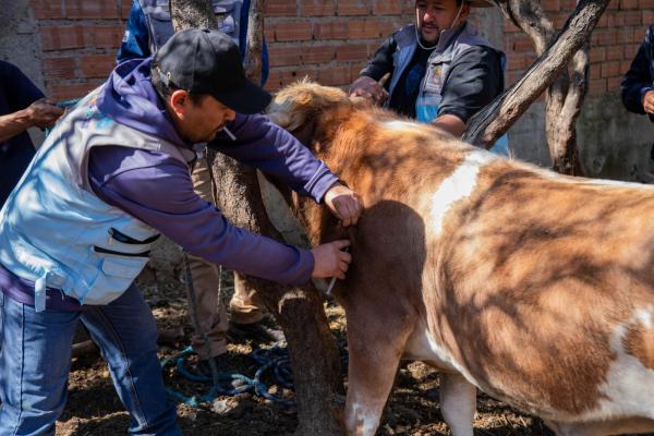 Desparasitación de ganado bobino benefició a agropecuarios del Distrito 13