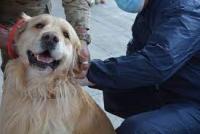 Detectan nuevo caso de rabia canina  y conforman brigadas de rastrillaje