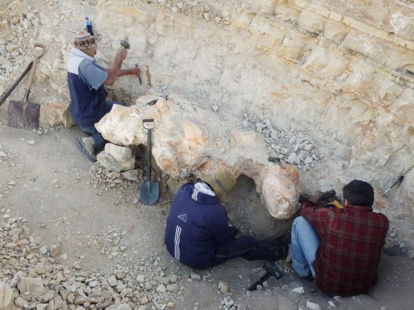 Encuentran fósil del animal más pesado  de la Tierra, se llamó Perucetus colossus