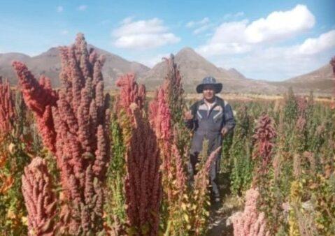 Heladas afectan al 70% de  la producción de quinua