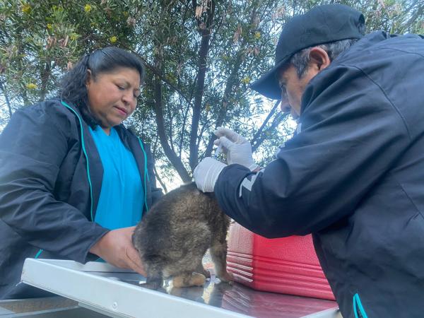 Comuna ofrece vacuna  gratuita contra la rabia