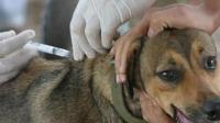 El país registra 102 casos  de rabia canina y felina