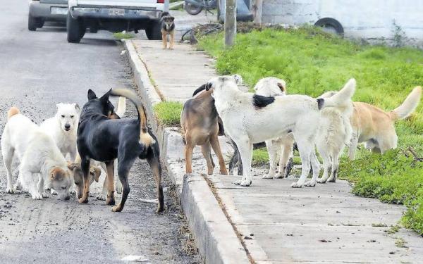 Ejército realiza campaña para alimentar a canes de la calle