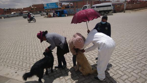 Campaña de vacunación antirrábica a canes y gatos distribuirá 349 mil dosis