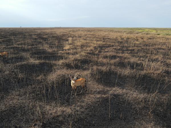 Incendio en Otuquis fue liquidado y  se encuentra en etapa de monitoreo