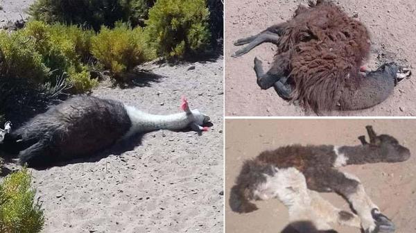 Reportan muerte de casi 5.000 cabezas de ganado en región sudoeste de Potosí
