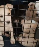 Rescatan más de 70 canes y  ocho gatos de Feria 16 de Julio