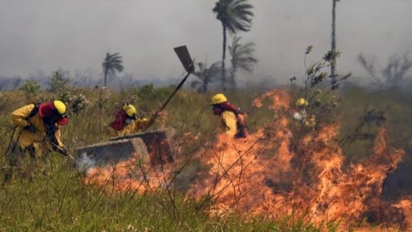 Plantean eliminar la deforestación  ilegal en el país hasta el 2030