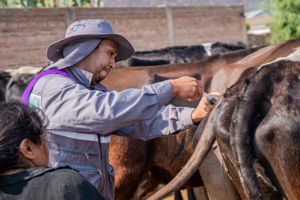 Productores lecheros reciben  apoyo con vacunas y vitaminas