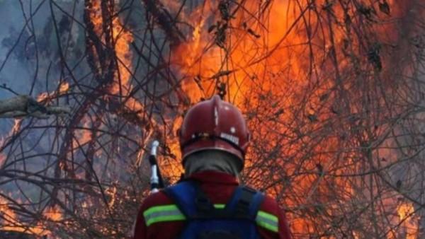 Reportan decenas de animales  silvestres y domésticos calcinados