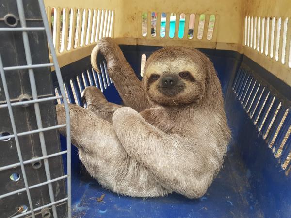 Liberan a un perezoso y cuatro  carachupas a su hábitat natural