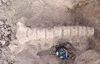 Hallan columna vertebral de  perezoso gigante en Mojocoya