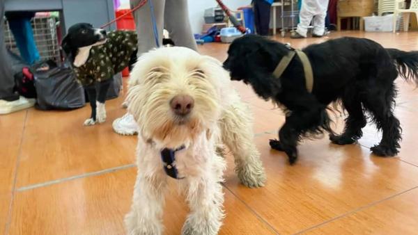 Encuentro buscará estrategias  para bienestar de las mascotas