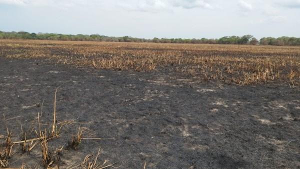 Sequía e incendios ponen en  riesgo producción de carne