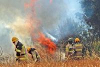 Incendios forestales ya amenazan  la producción mundial de madera