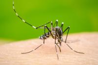 Sedes emite alerta naranja por  incremento de casos de dengue