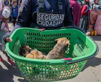 Operativo rescata mascotas del mercado La Pampa