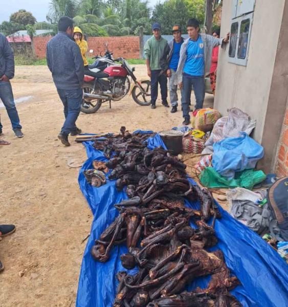 Sorprenden a pobladores en  posesión de 24 monos araña