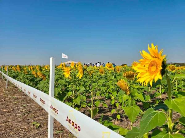 Estiman caída de 60%  de producción de girasol