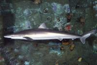 Detectan tiburones intoxicados con cocaína «por primera vez en el mundo»