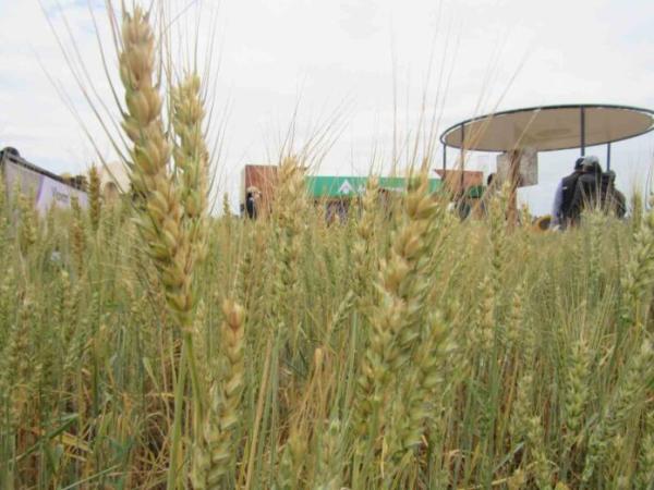 Llega Día Nacional de Trigo con caída del 60% de su producción