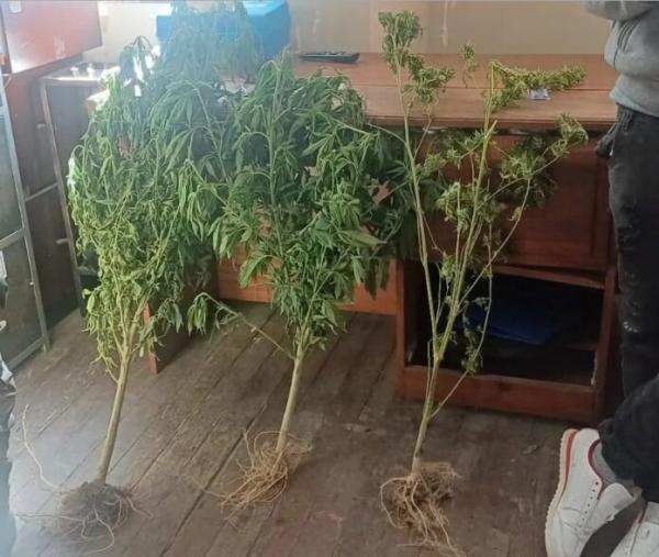 Investigan plantación de  marihuana en Chayanta