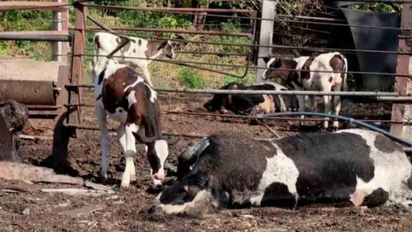 Tropas de Putin atacan con bombas  racimo granjas de vacas en Ucrania