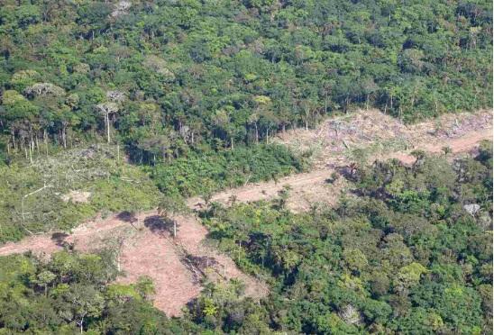 Declaran a la Reserva Forestal “El Choré” Parque Nacional