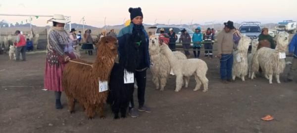 Organizan décima tercera  expoferia de camélidos