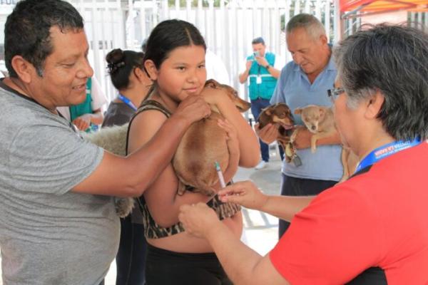 Comienza vacunación  contra la rabia canina