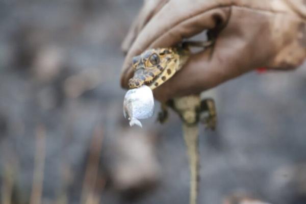 Rescatan animales silvestres  afectados por incendios forestales