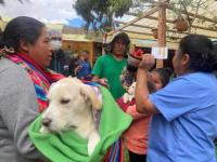 60 cirujanos esterilizarán más de dos mil mascotas