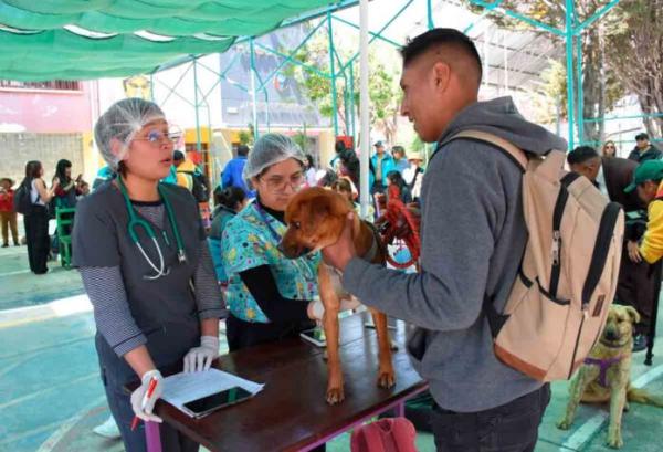 Califican de “éxito total” campaña de esterilización de mascotas