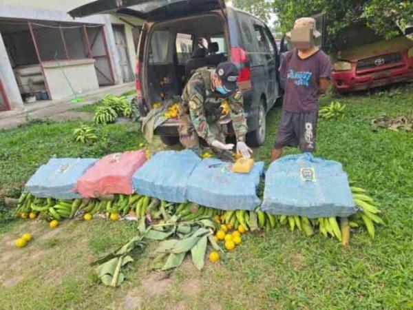 Hallan 127 kg de marihuana escondida dentro de frutas