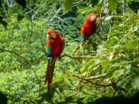 Parque Nacional Madidi: Nuestro hogar en riesgo