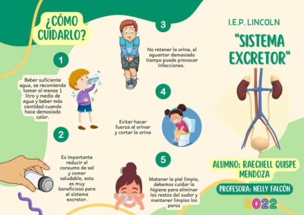 El sistema excretor