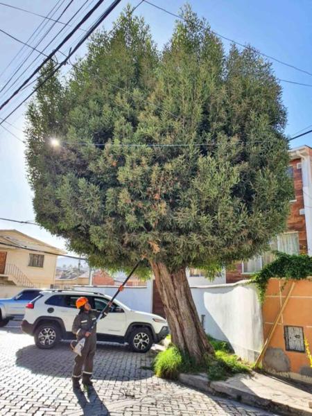 Multa por poda y tala de árboles oscila entre 125 y 1.000 UFVs