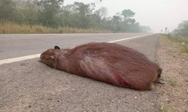 Advierten peligro de extinción  de fauna silvestre por incendios