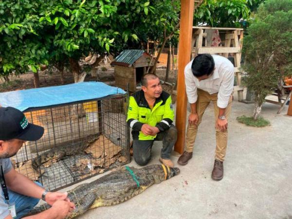 Rescatan seis lagartos  en zona de Pentaguazú I