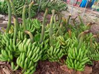 Productores de banana a punto de  perder mercados por bloqueos