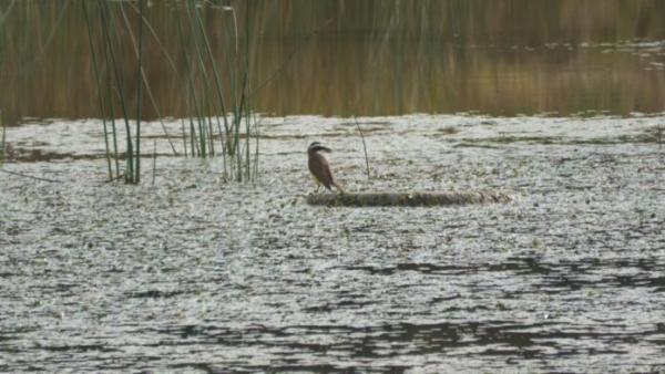 Ecosistema de la laguna Alalay está en franca recuperación