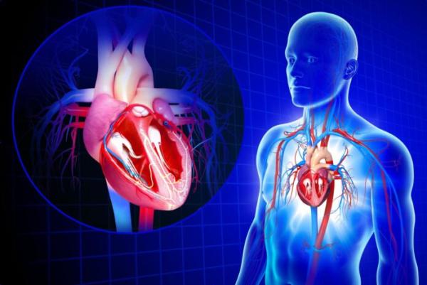 El sistema cardiovascular