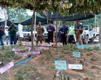 Crecen plantaciones de coca