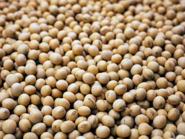 Soya y fitoestrógenos: Beneficios y ciencia detrás de su consumo