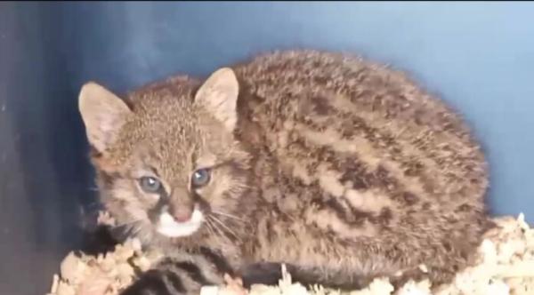 Encuentran vivo en Beni a cuarto  ejemplar del Gato del Pantanal